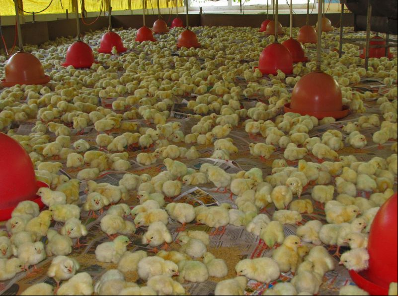 notícia: Emater desenvolve projetos de avicultura e plantio com mulheres de Portel