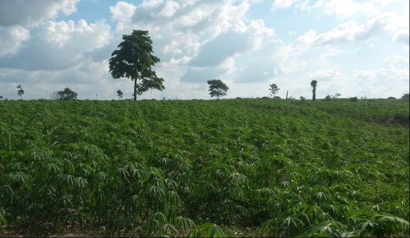 notícia: Agricultores de São Geraldo do Araguaia comemoram aumento na produção