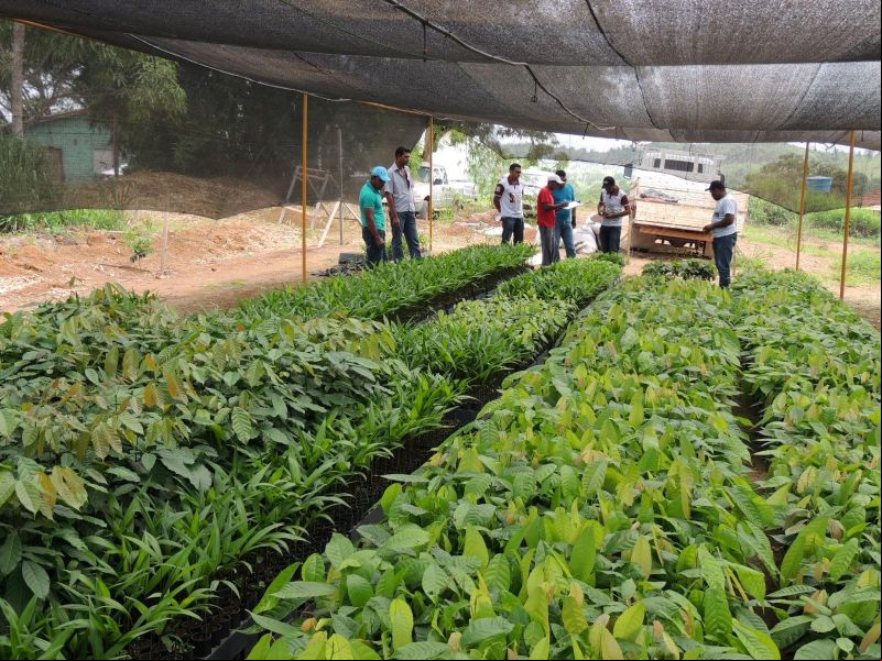notícia: Agricultores de Anapu recebem mais de 22 mil mudas de frutíferas e essências florestais