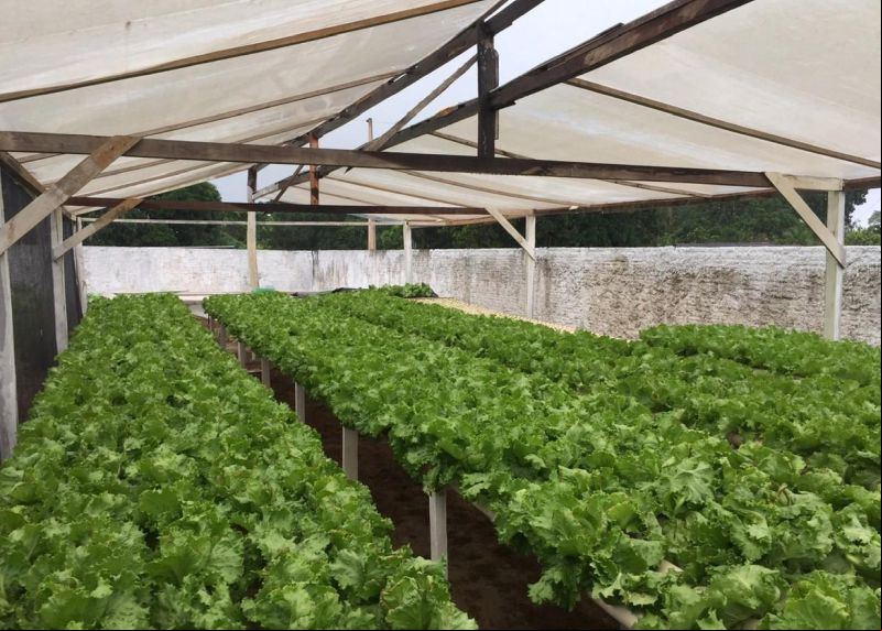 notícia: Hortaliça hidropônica é alternativa para salvar produção em Brasil Novo