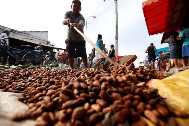 notícia: Programa de qualidade do cacau paraense prevê ações que vão do produtor até a indústria