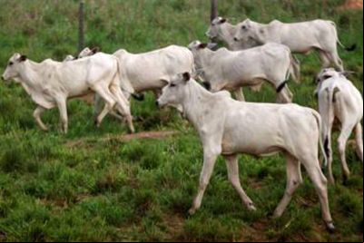 notícia: Adepará intensifica campanha de vacinação contra a brucelose