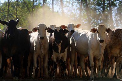 notícia: Estado fomenta agropecuária com desenvolvimento sustentável  