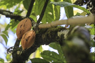 notícia: Agricultores de Tucumã receberão R$ 400 mil em crédito rural 