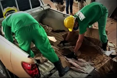 notícia: Adepará apreende quase 4t de alimentos impróprios para consumo