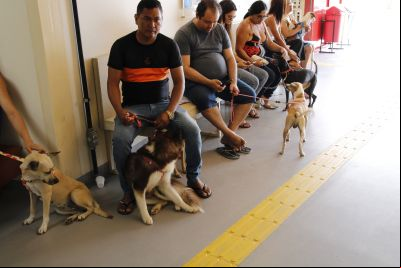 notícia: 'Pará Pet' garante castração gratuita para cães e gatos nas UsiPaz do Bengui e Cabanagem